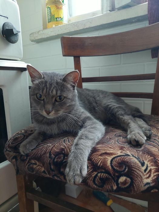Кошка ищет семью и дом