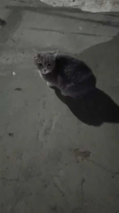 Срочно нужна передержка котика!