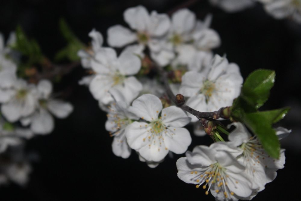 фотоаппарат Canon EOS 1200D