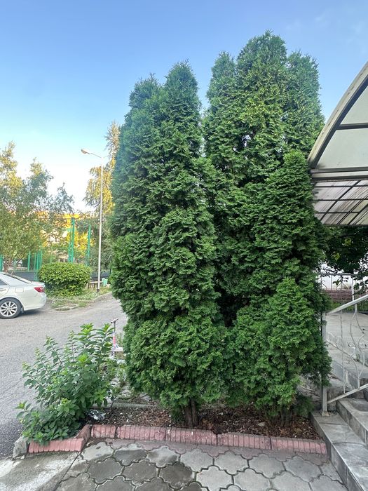 Туи Смарагд Европа продам