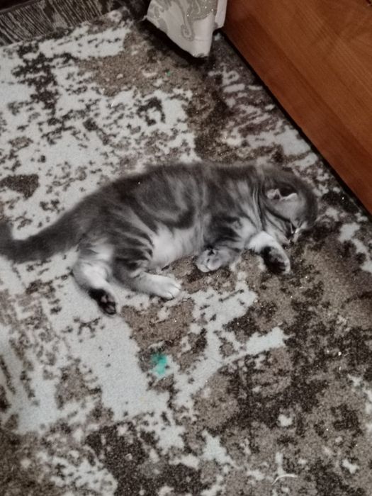Шотландский котенок