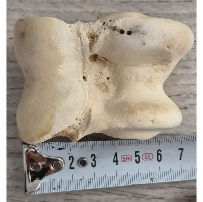 Асык большой продам