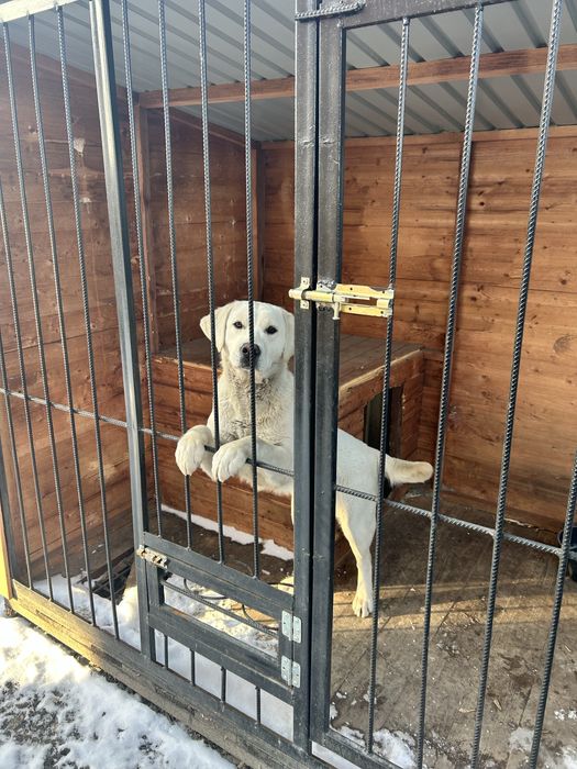 Лабрадор 11 месяцев