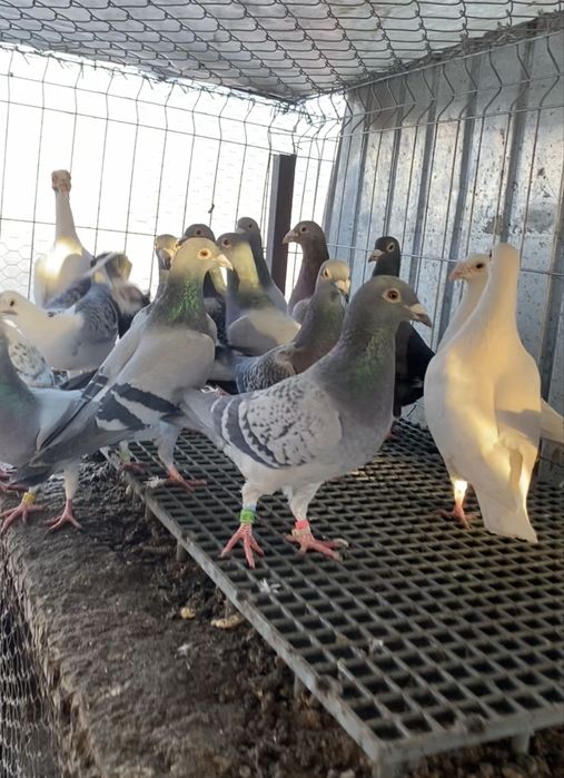 Vand porumnei voiajori