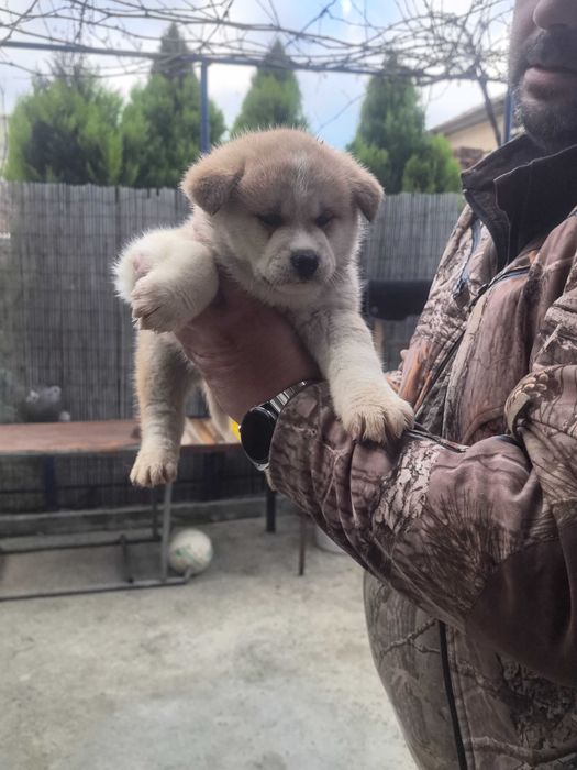 Кученца Акита ину