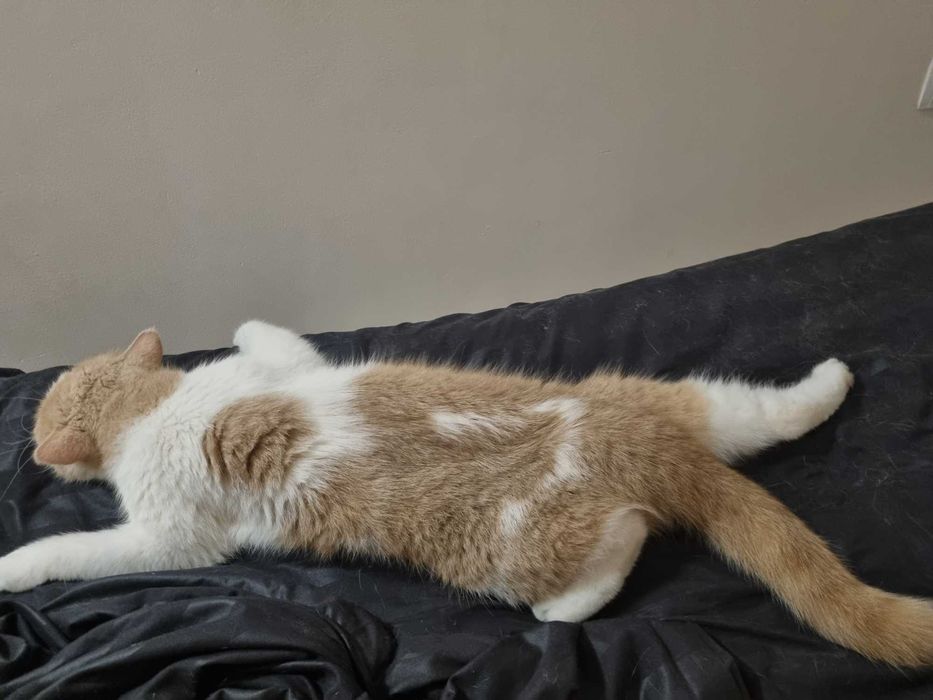 Передержка кошек, птиц, хомяков
