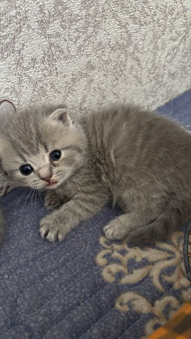 Котята породистые