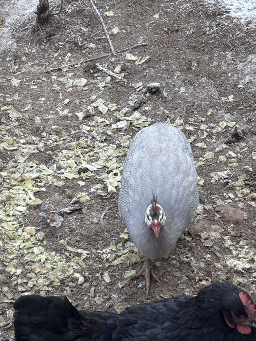 Молодые, домашние цесарки