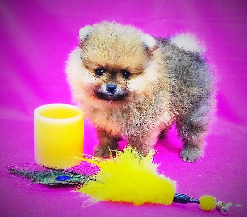 Щенки померанского шпица