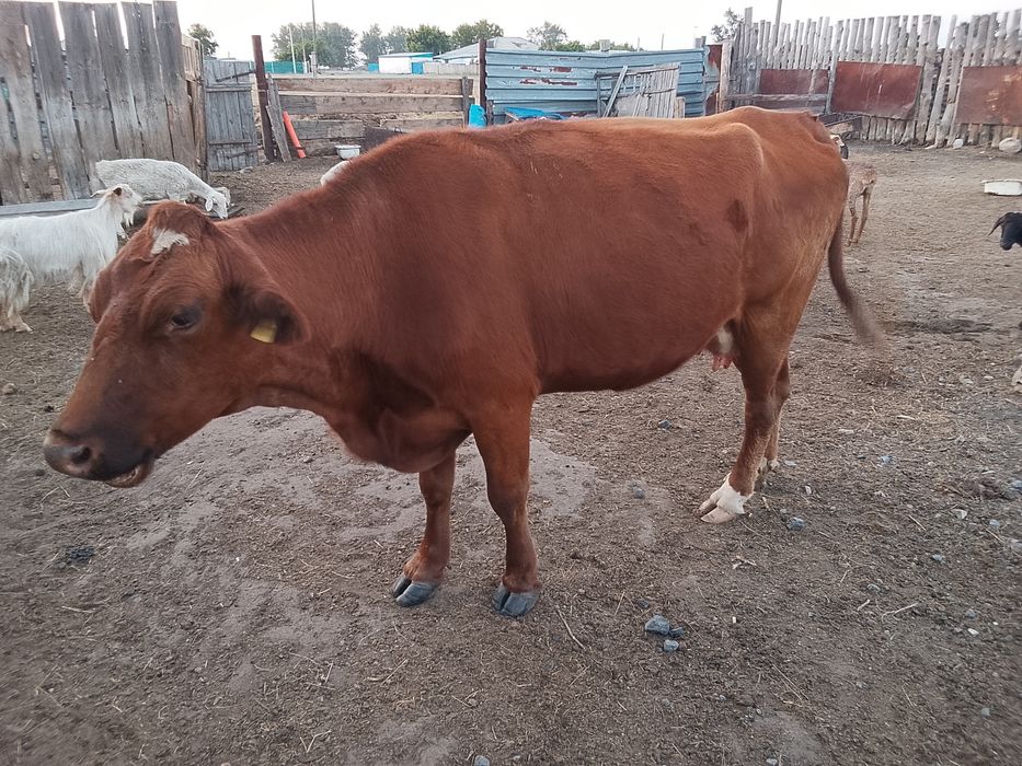 Продам корову дойную