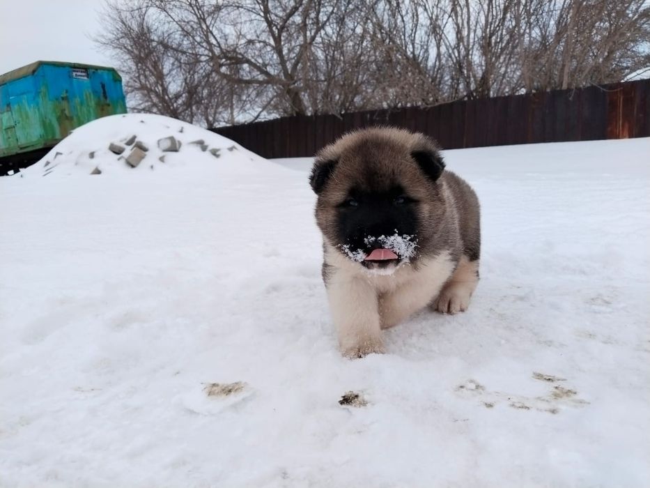 Щенки породы Американский акиты
