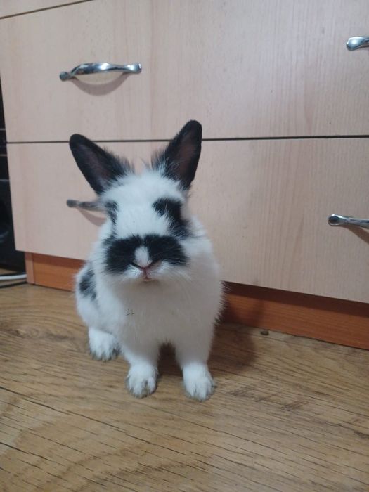 Iepure cap de leu pitic de casă