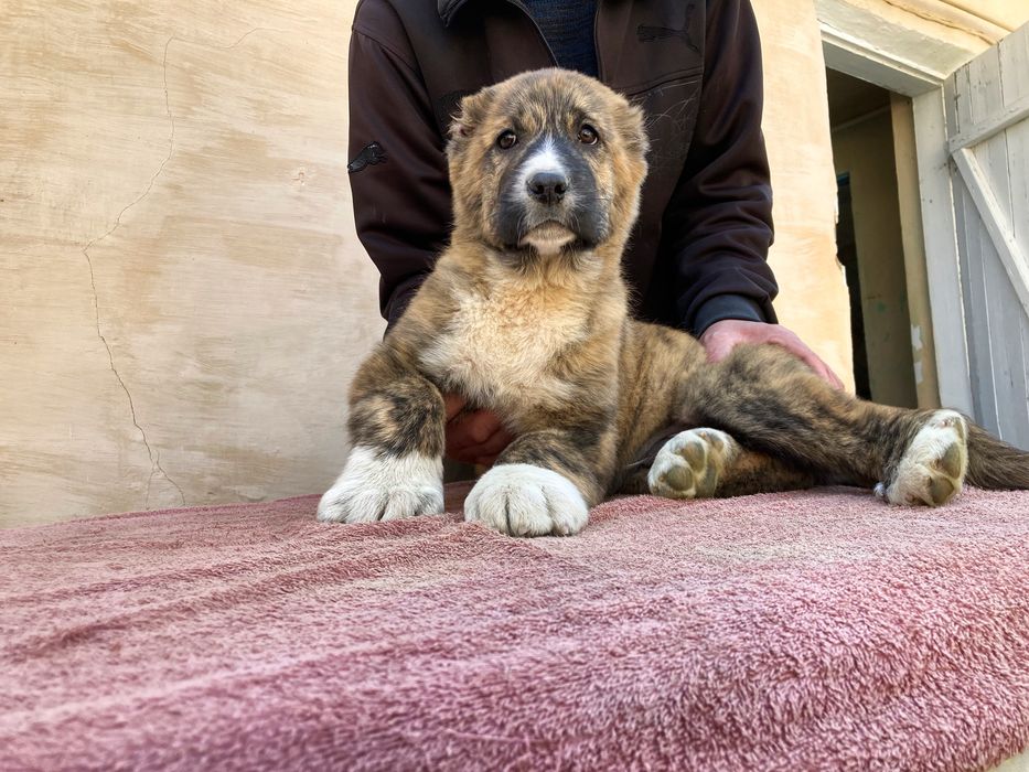 Щенок Алабая ( Супер Гигант )