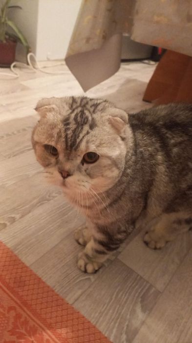 Шатландская кошка