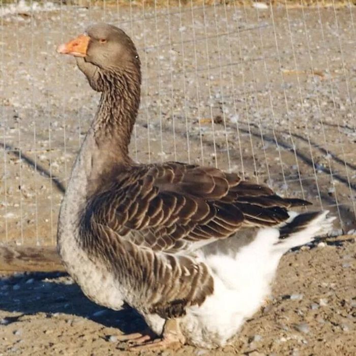 Продаются гусята