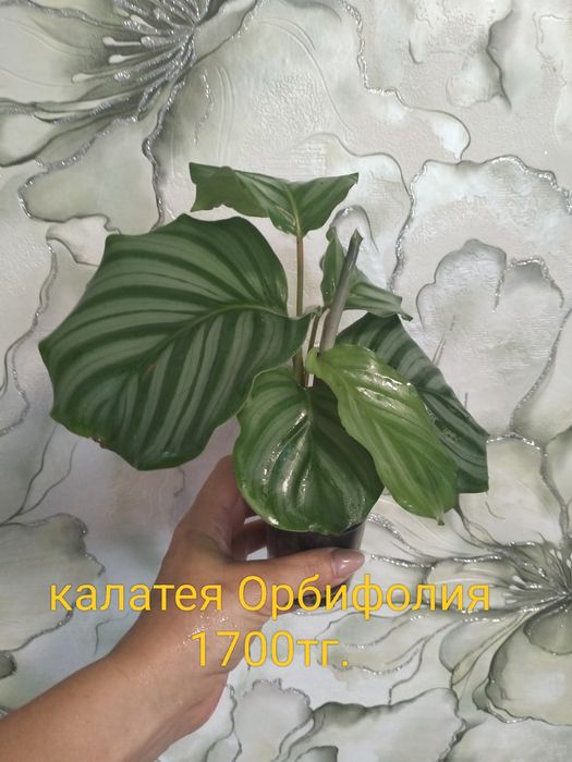 Продам комнатные цветы