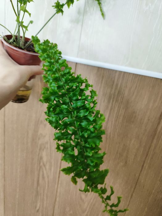 Нефролепис Дассада