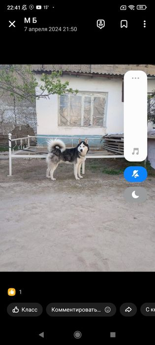 Чистокровный кабель на вязку спаривание.