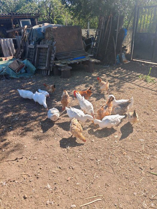 Vând rațe românești și leșesti