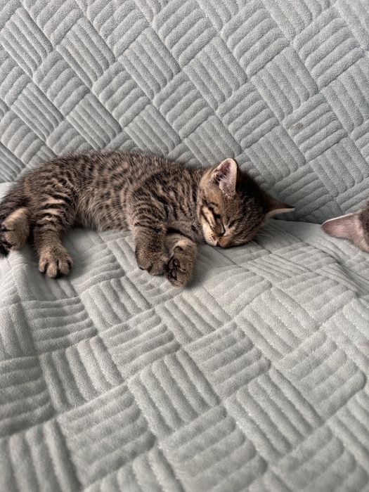 Котенки породистые