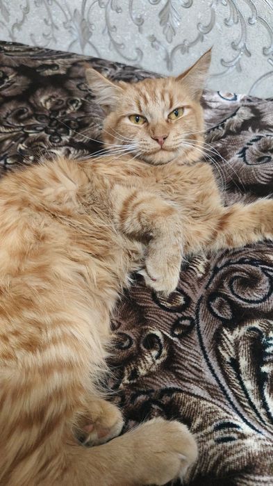 Вязка кошка ищет кота