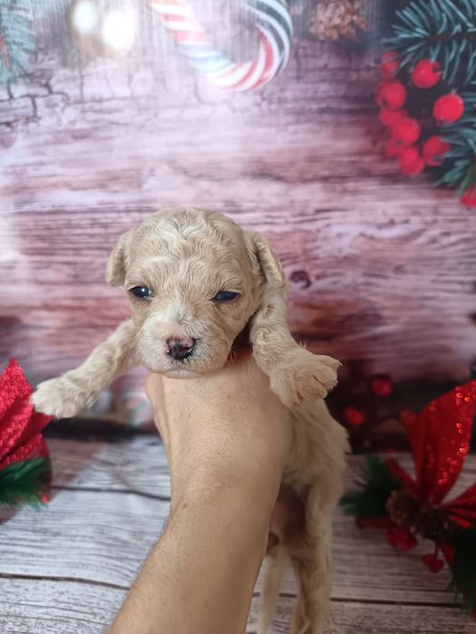 Замечательные детки Мальтипу