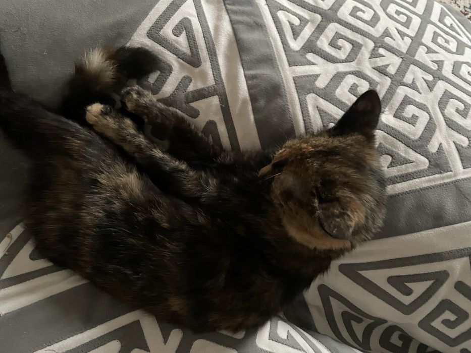 Котенок(девочка) в добрые руки к лотку приучен