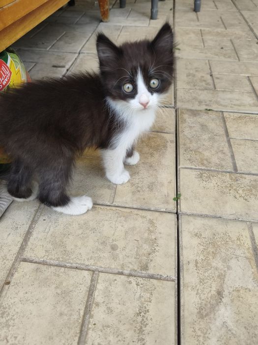 Котята крысыловка.