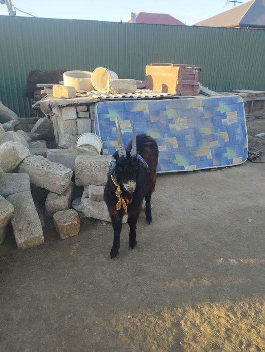 Теке сатыладыыыы