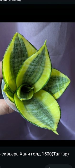 Комнатные растения