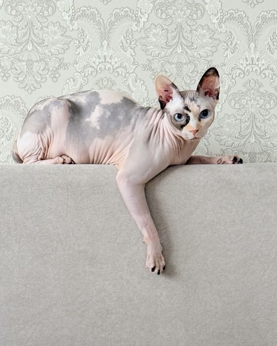 Кошка сфинкс домашняя