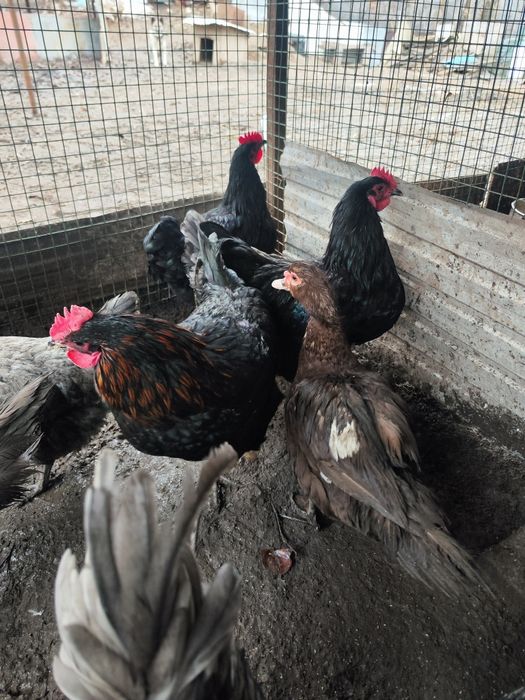 Продам петухов молодых