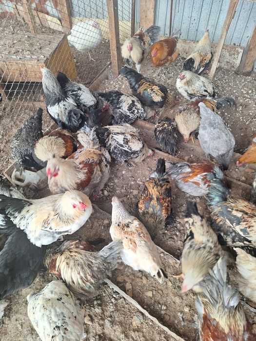 Продам петухов брама