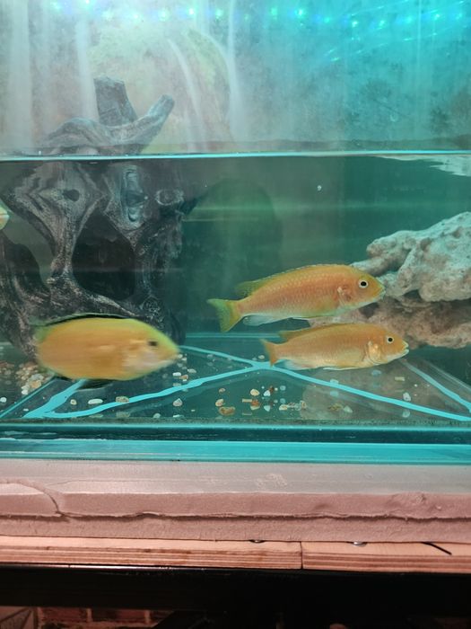 Лобидохромис  цихлида