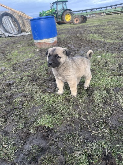 Femela kangal caine kangal