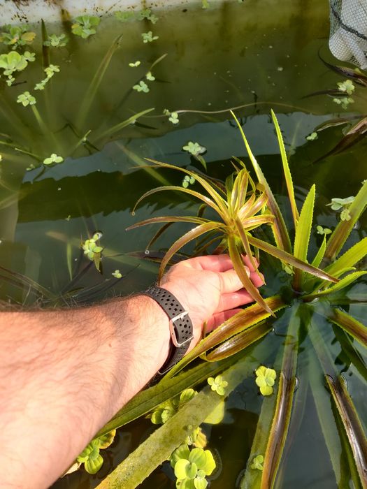 Plante pentru iaz aloe de apă, pistia