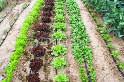 Tub Furtun Picurare Sera Gradina Rola 50m/l Duze in 30cm LivratGRATUIT