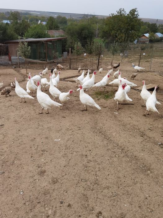 Curci de vânzare din 2025 preț 200 lei bucata