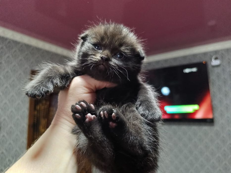 Вислоухий Мальчик.