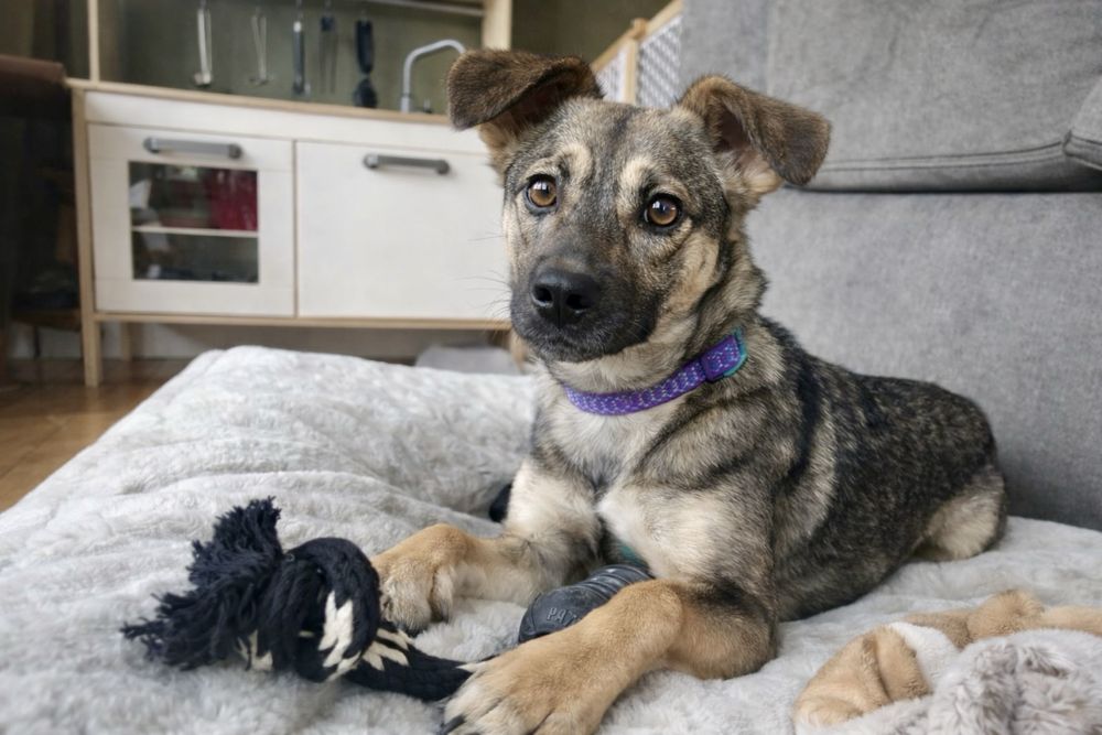 Лакки — щенок спасён и ищет дом