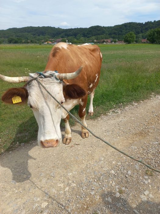 vând vacă bălțată românească cu vițea