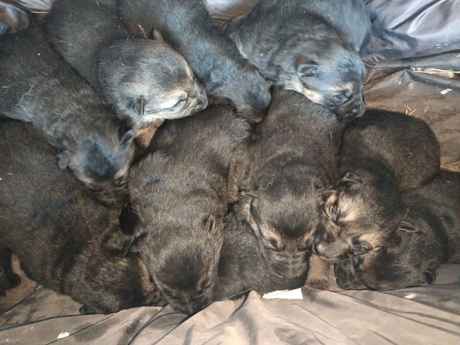 Щенки немецкой овчарки