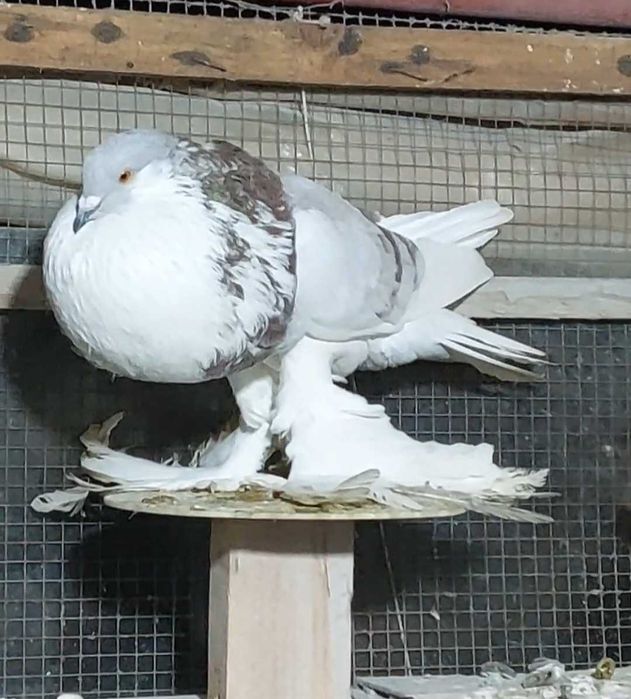 De vânzare Gusat de Pomerania