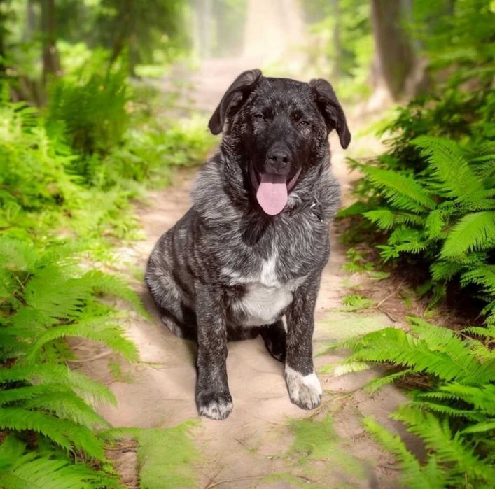 отдам  щенка в хорошие  руки