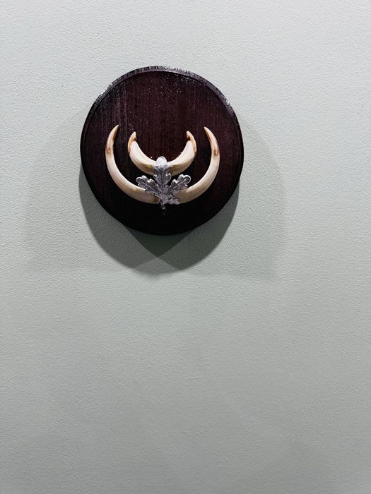 Трофейни зъби от глиган