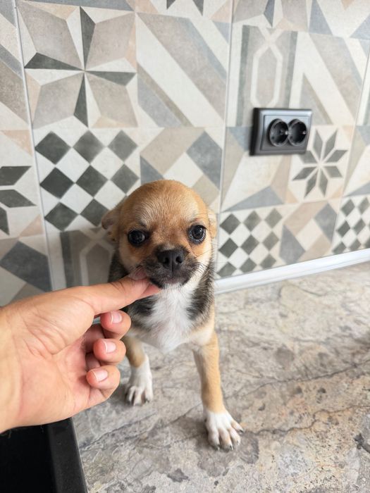 Chihuahua Чихуахуа