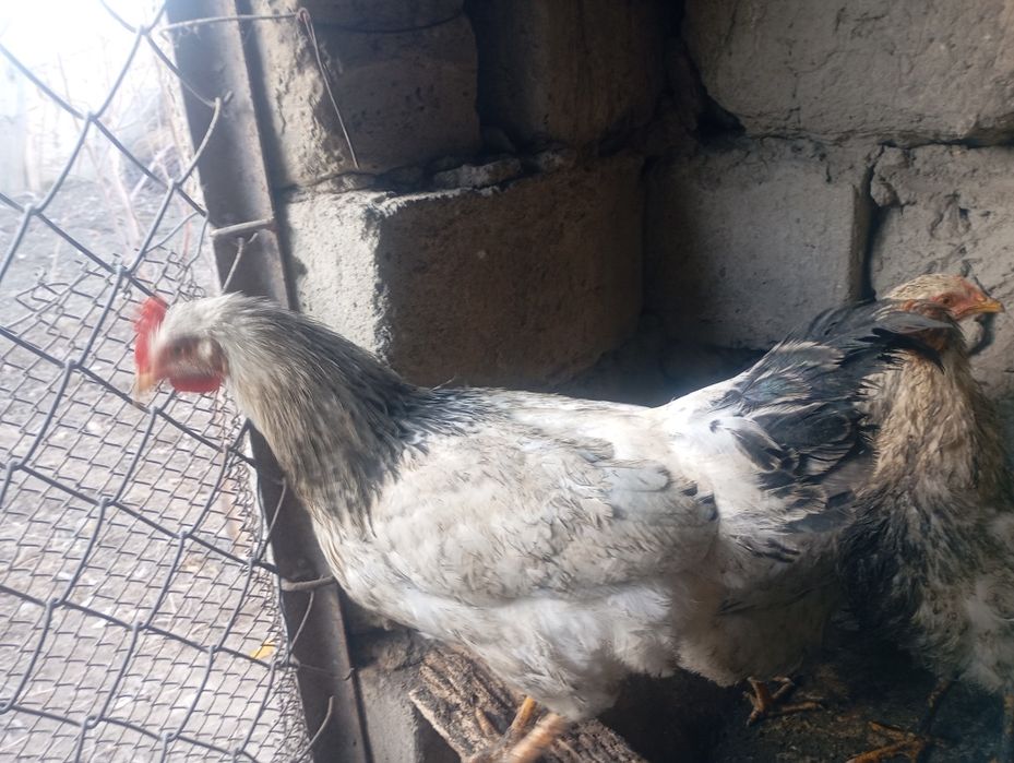 Адлер ва жайдари хурозлар