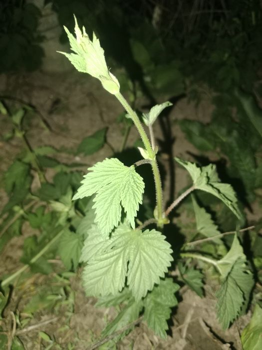 Продам саженцы хмеля