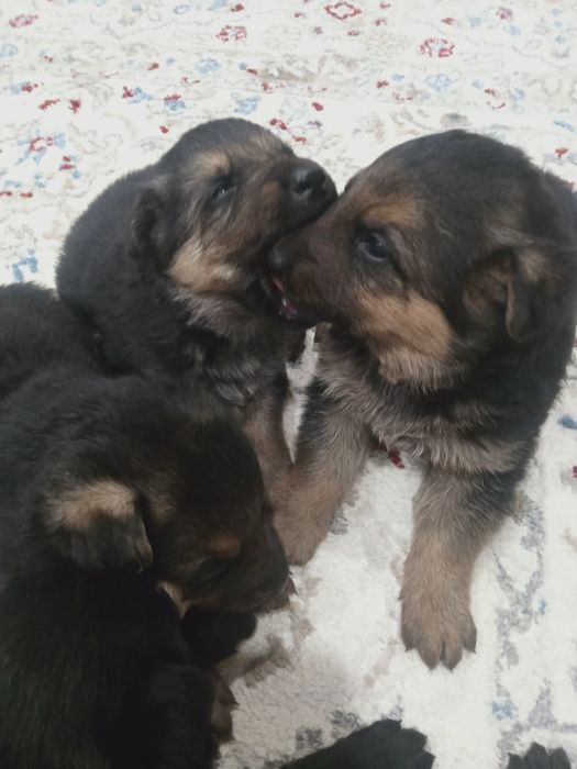 Продам щенков немецкой овчарки