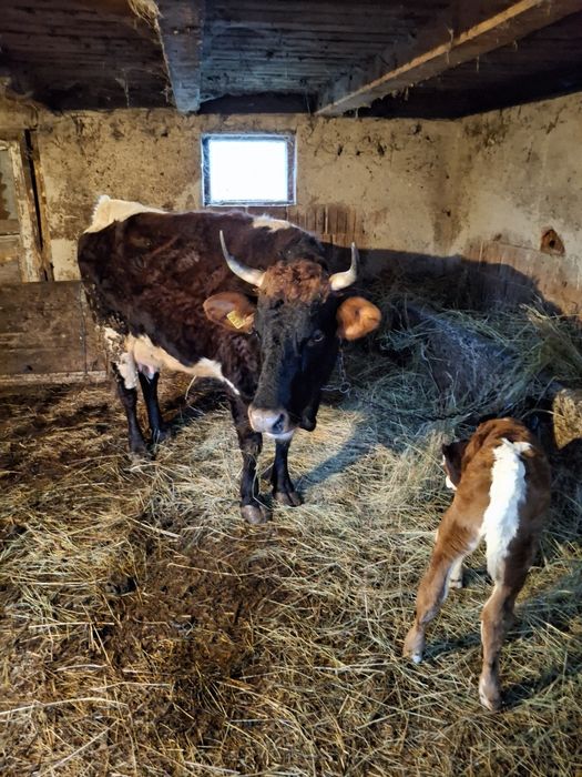 Vand vaca baltata cu vitea